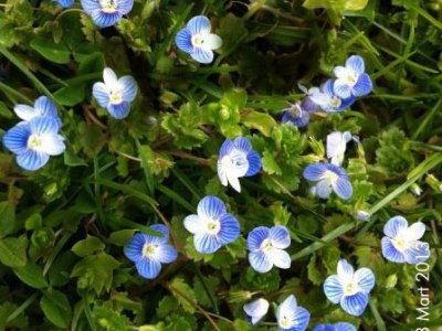 Mavi Mine Çiçeğinin&nbsp;hikayesi